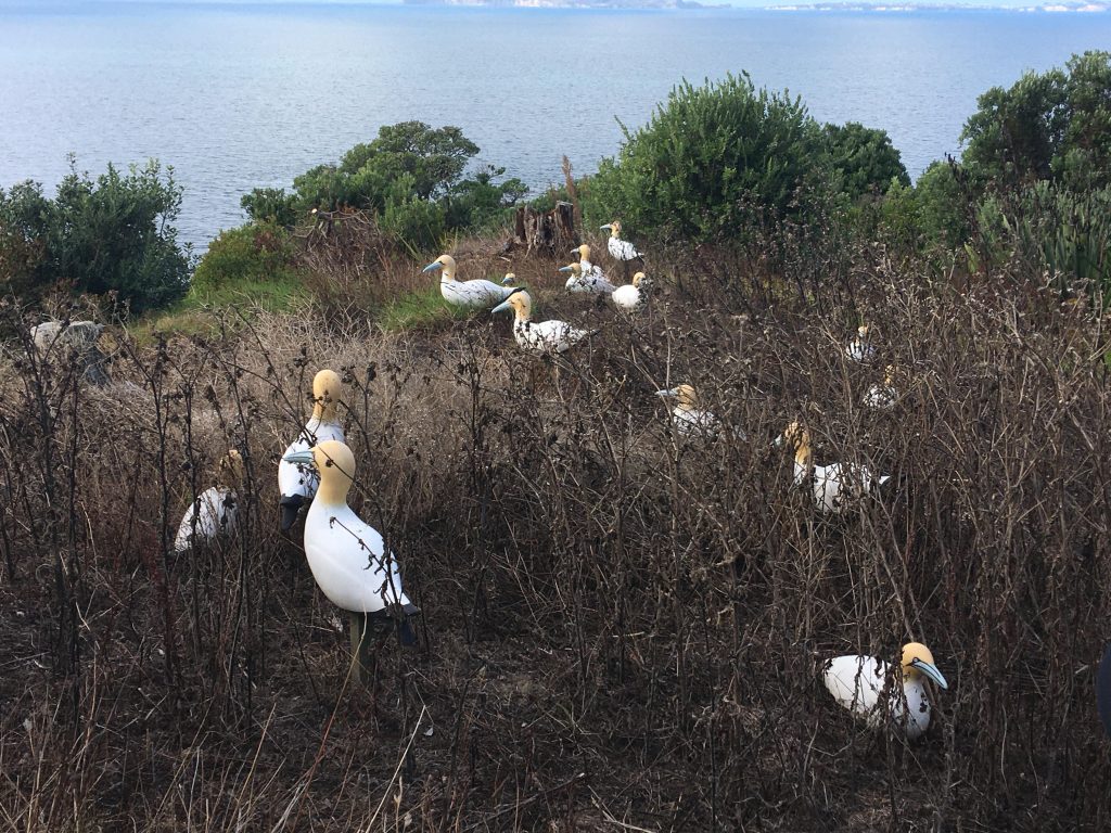 GANNETS PYCROFT PETRELS Motuora Environment Support March 2026