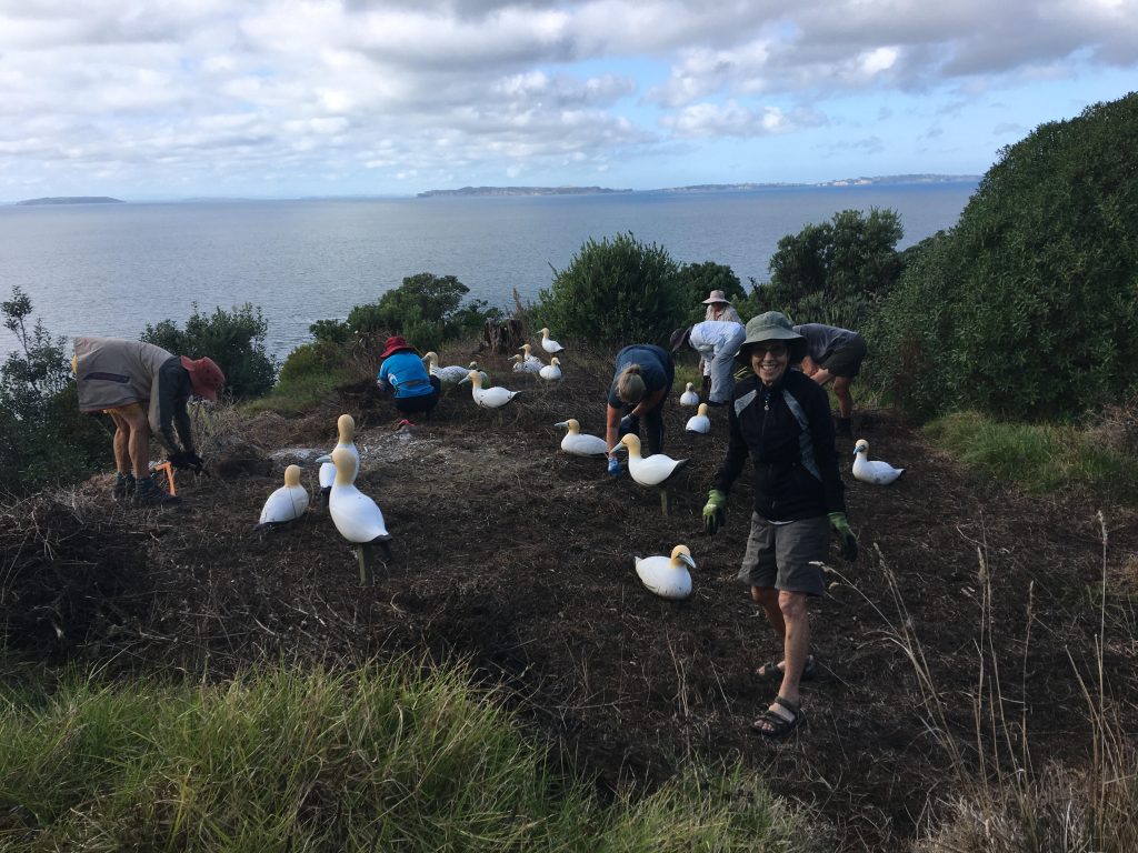 GANNETS PYCROFT GANNETS Motuora Environment Support March 2026