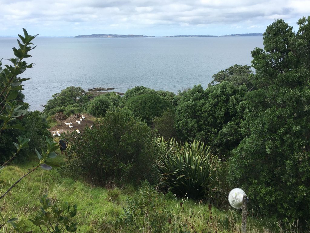 Gannets Motuora Environment Support March 2026