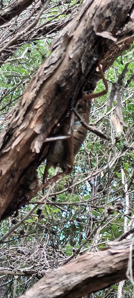 Giant Weta 