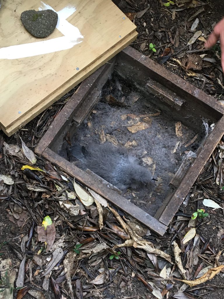 PYCROFT PETRELS Motuora Environment Support March 2026
