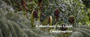 Close-up of green New Zealand tree ferns with several coiled koru fronds unfurling in a misty, rainy forest, overlaid with white text that reads, "A Manifesto for Local Conservation."