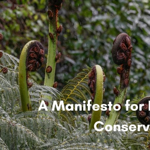 Close-up of green New Zealand tree ferns with several coiled koru fronds unfurling in a misty, rainy forest, overlaid with white text that reads, "A Manifesto for Local Conservation."