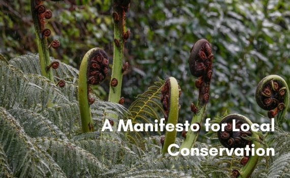 Close-up of green New Zealand tree ferns with several coiled koru fronds unfurling in a misty, rainy forest, overlaid with white text that reads, "A Manifesto for Local Conservation."