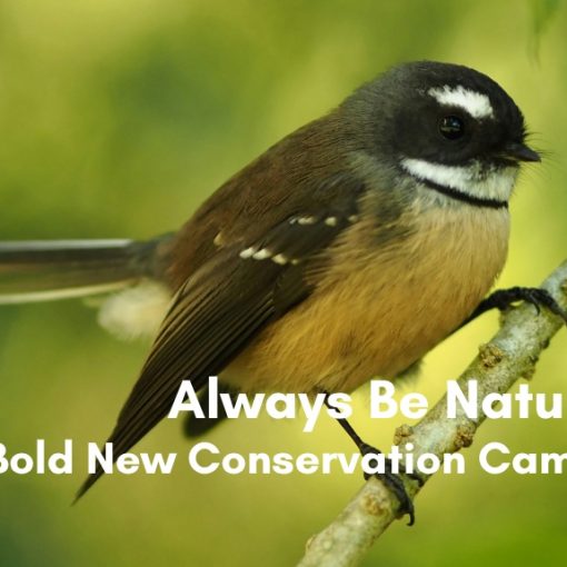 Always Be Naturing DOC’s Bold New Conservation Campaign