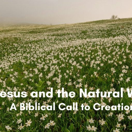 A misty green hillside covered in white daffodils, with bold white text reading 'Jesus and the Natural World: A Biblical Call to Creation Care