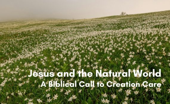 A misty green hillside covered in white daffodils, with bold white text reading 'Jesus and the Natural World: A Biblical Call to Creation Care