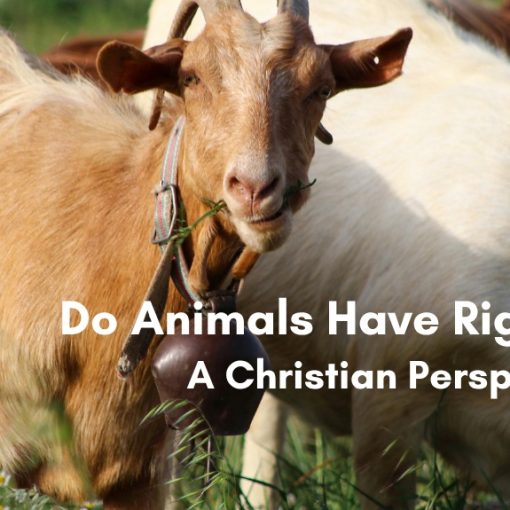 Goats grazing in a grassy pasture, with text overlay reading Do Animals Have Rights? A Christian Perspective