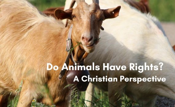 Goats grazing in a grassy pasture, with text overlay reading Do Animals Have Rights? A Christian Perspective